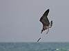 Uccelli charadriiformi 20 - Gabbiano reale.jpg
